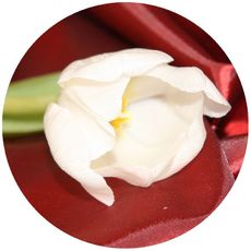 weiße-Tulpe.jpg